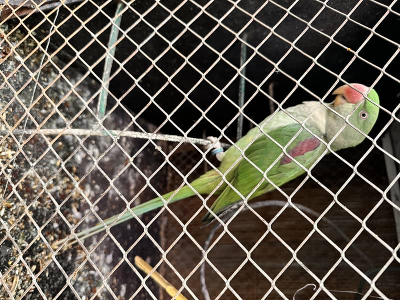 kashmiri raw parrot pair 1