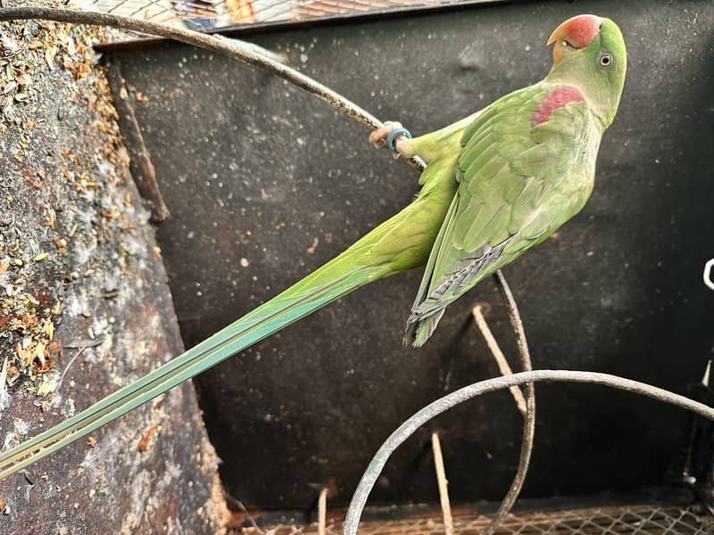 kashmiri raw parrot pair 2