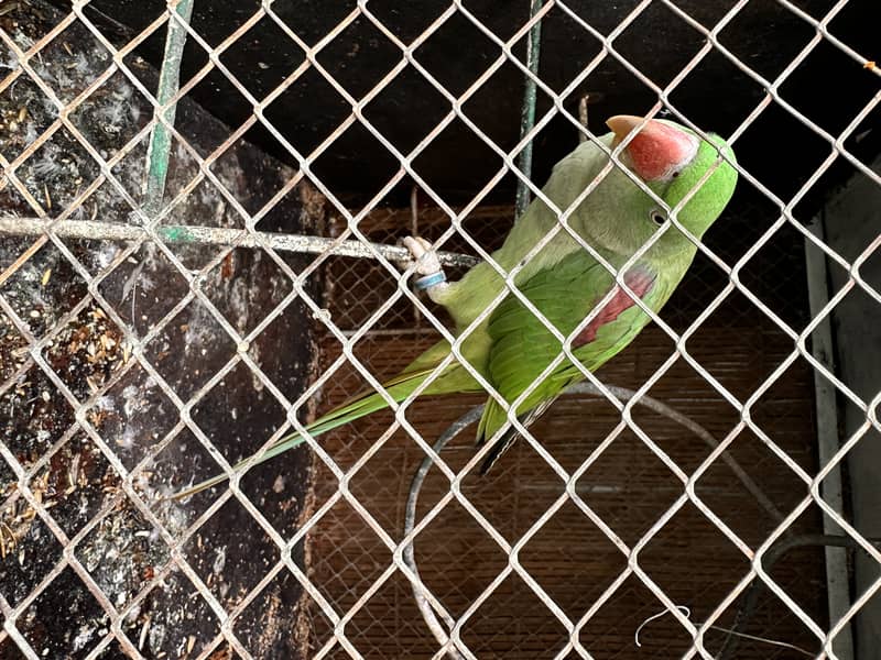 kashmiri raw parrot pair 3