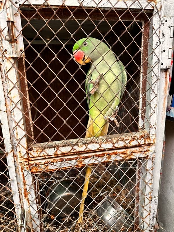 kashmiri raw parrot pair 4