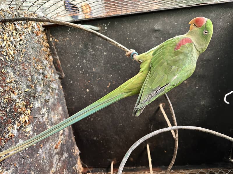 kashmiri raw parrot pair 5