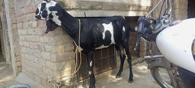 betal bakri for sale 2 mAh ke ghaban 0