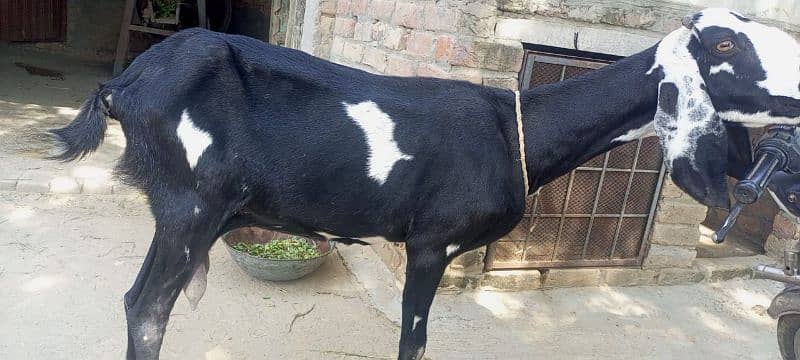 betal bakri for sale 2 mAh ke ghaban 1