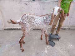 maki cehni bakri sath nar bakra for sale 03340005264