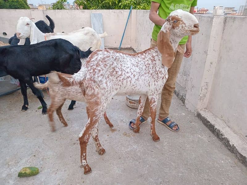 maki cehni bakri sath nar bakra for sale 03340005264 1