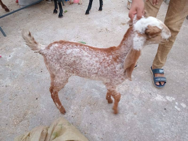 maki cehni bakri sath nar bakra for sale 03340005264 2