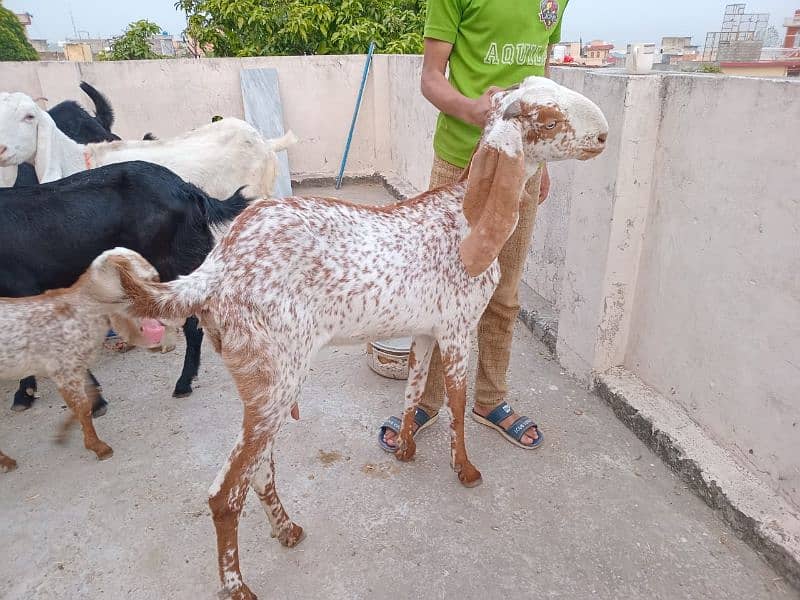 maki cehni bakri sath nar bakra for sale 03340005264 3