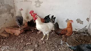 Misri Cocks & Hen