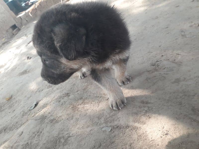 female German shepherd 1 month 0