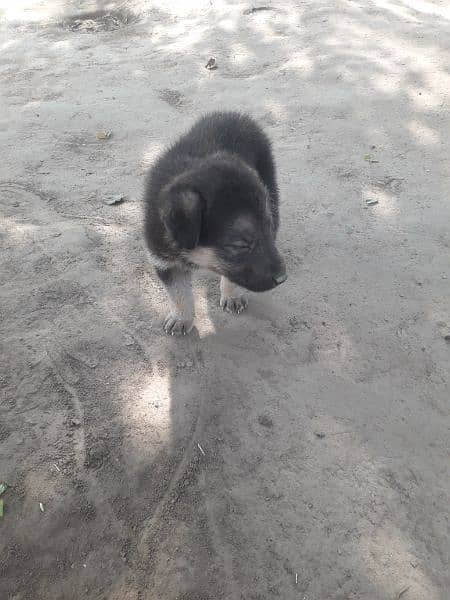 female German shepherd 1 month 5