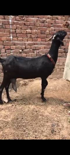 Goat / Bakri / بکری / Healthy Goats / Desi goat