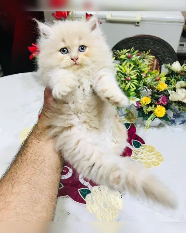 Persian kittens 1