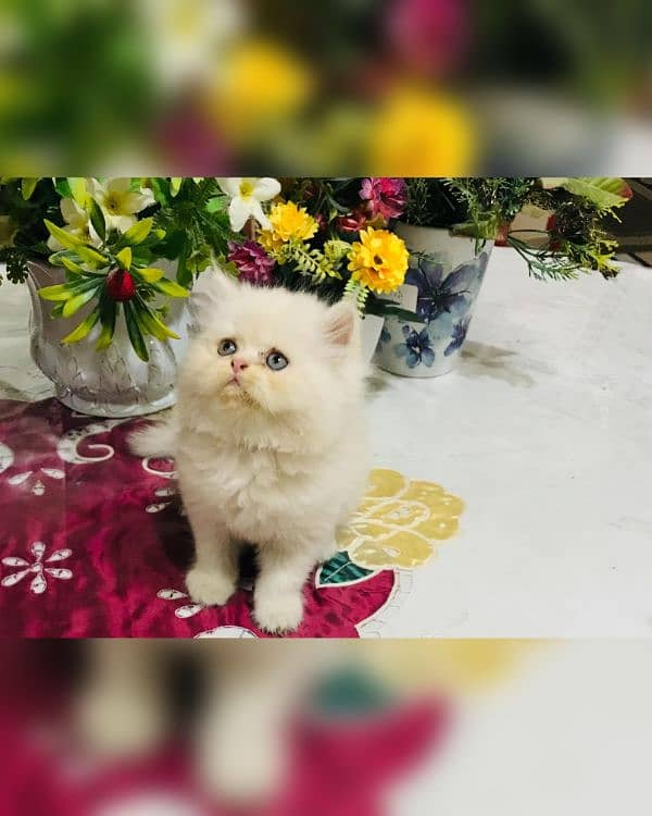 Persian kittens 4