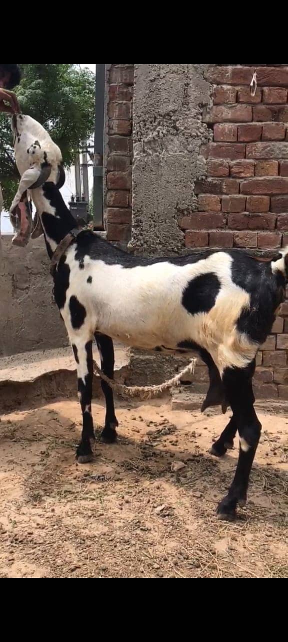 Goat For Sale  3 Goats Available  1 Male & 2 Female  Healthy & Active 1