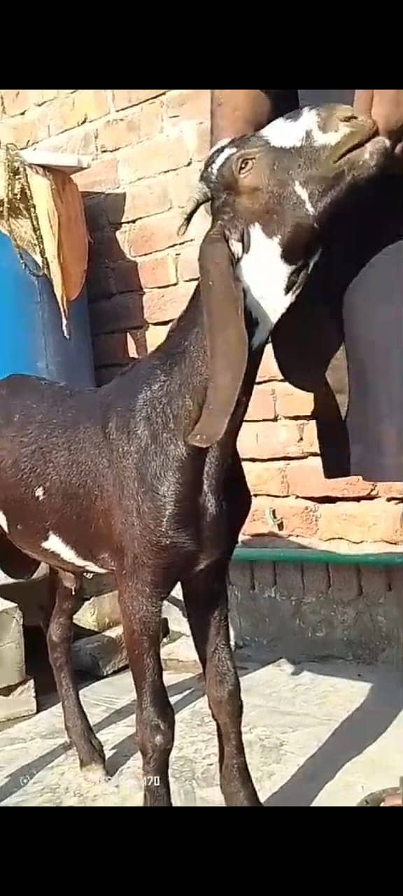 Goat For Sale  3 Goats Available  1 Male & 2 Female  Healthy & Active 3