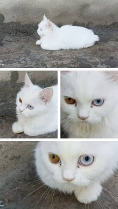 persian odd eye female cat