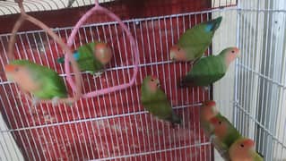 fisher,Blue pasnata, rosecolli lovebirds green,