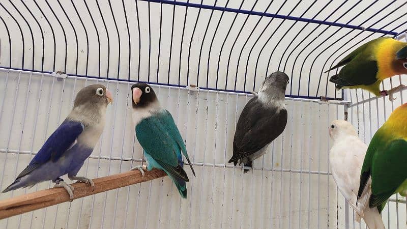 fisher,Blue pasnata, rosecolli lovebirds green, 6