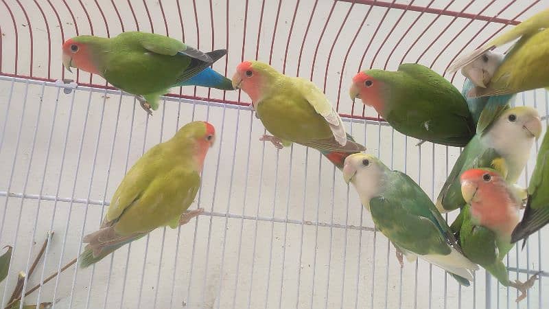 fisher,Blue pasnata, rosecolli lovebirds green, 7