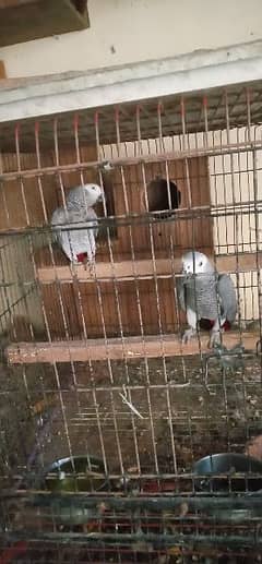 African. grey. beautifull. pair