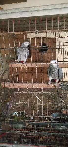 African. grey. beautifull. pair 1