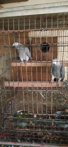 African. grey. beautifull. pair 2