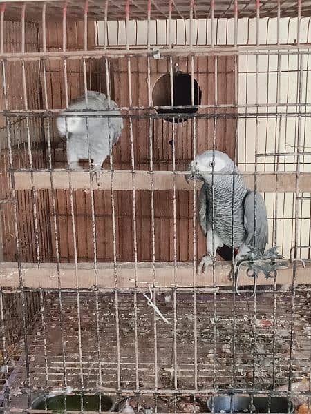 African. grey. beautifull. pair 3