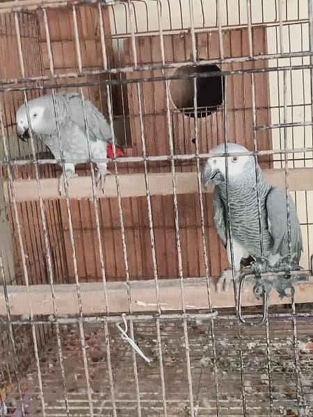 African. grey. beautifull. pair 4