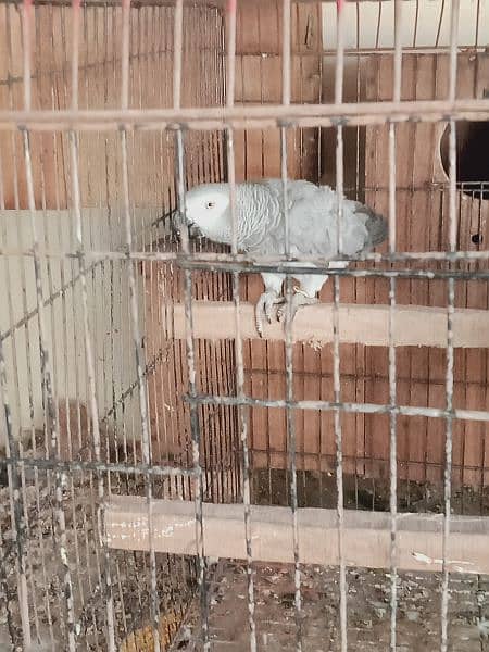 African. grey. beautifull. pair 5