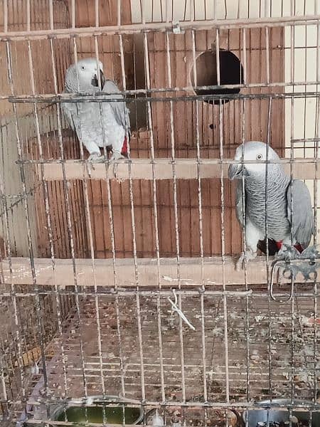 African. grey. beautifull. pair 6