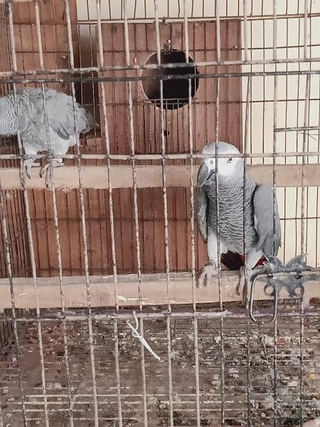 African. grey. beautifull. pair 7