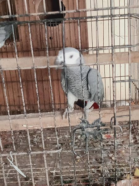 African. grey. beautifull. pair 8