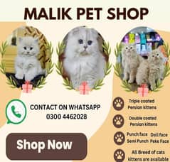 Persian Kittens | Persian Cat | Punch Face Persian | Triple Coated