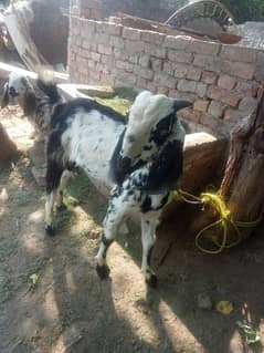 Bakri