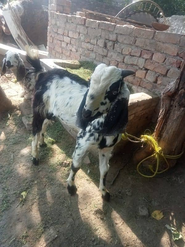 Bakri or bakra 0