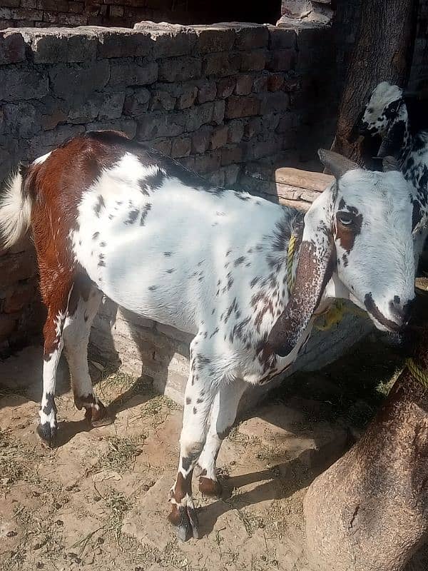 Bakri or bakra 1