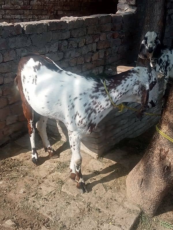 Bakri or bakra 2