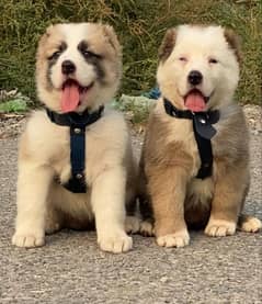 Alabai dog | King Alabai pair | security dog for sale | Alabai Breed 0