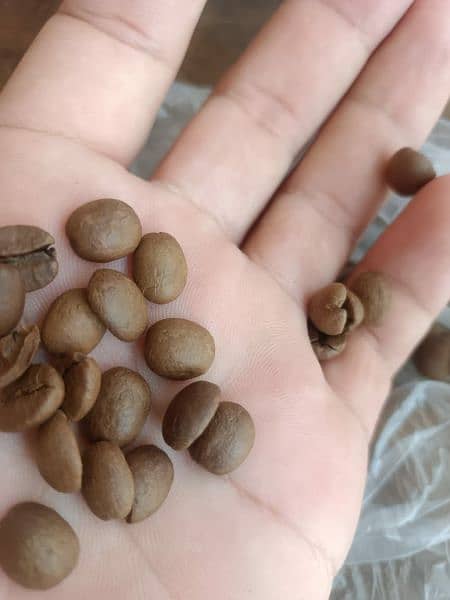 Coffee beans 3