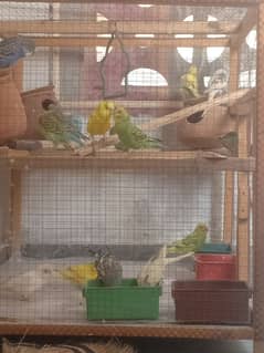 budgies