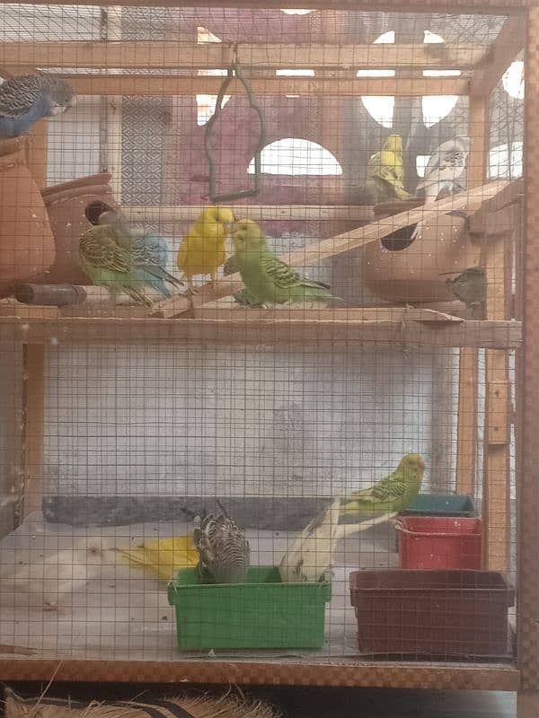 budgies and dimond doves 0