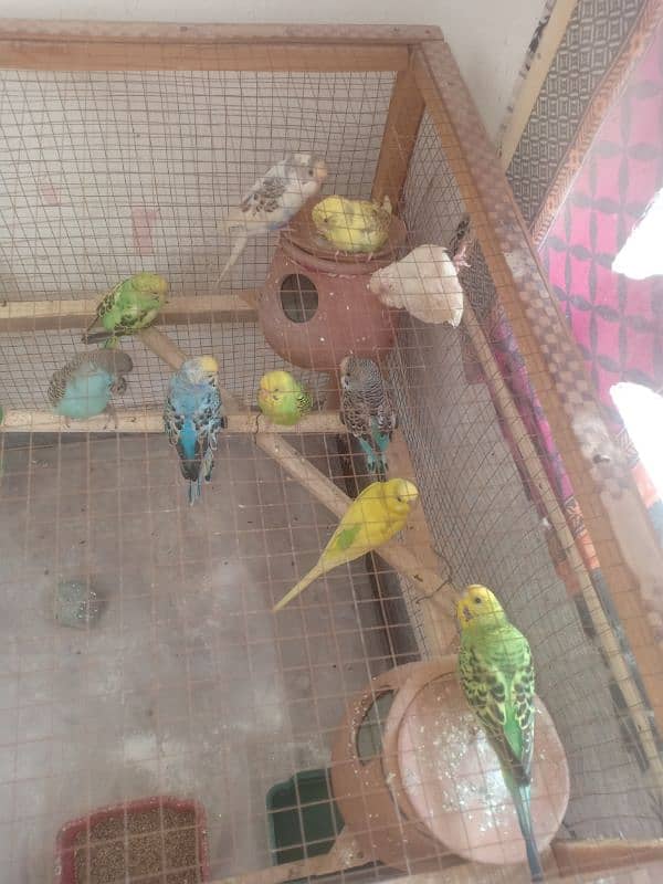 budgies and dimond doves 1