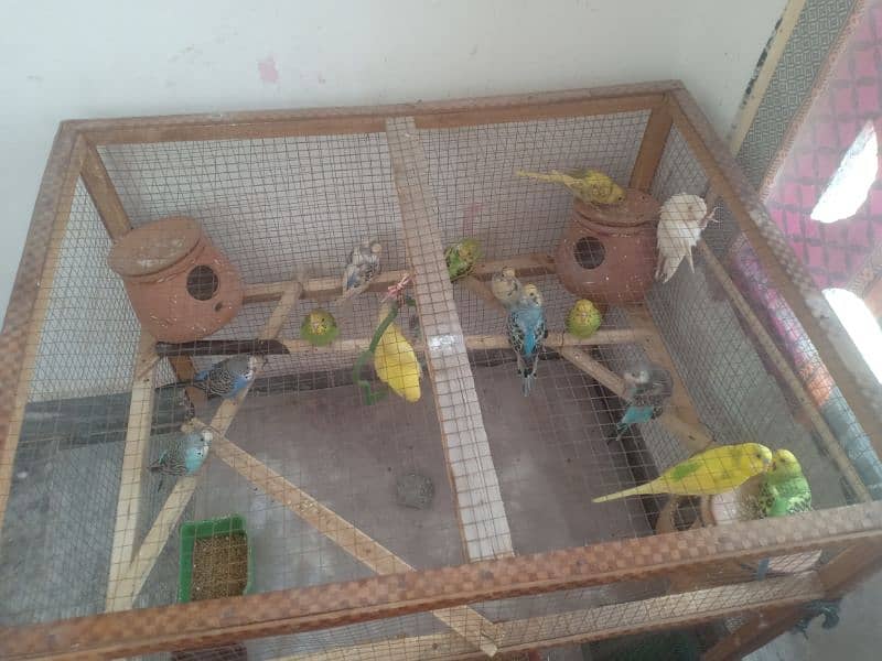 budgies and dimond doves 2