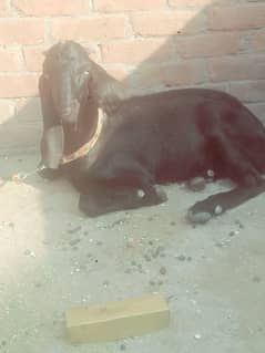 bakra