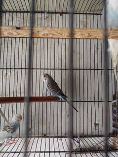 Australian parrots