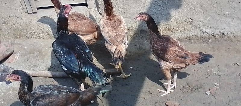 all hens for sale (rait nami murgian) 1