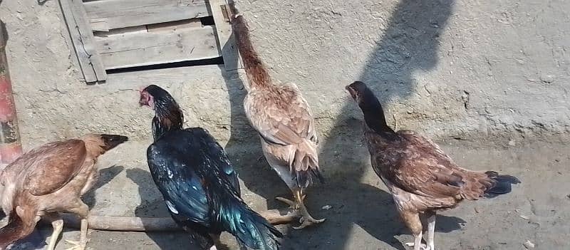 all hens for sale (rait nami murgian) 2