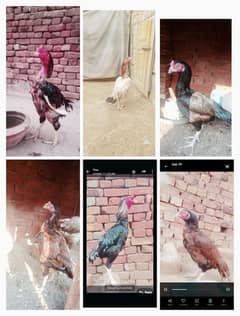 high quality aseel birds. 03030254322 0