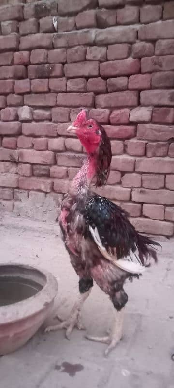 high quality aseel birds. 03030254322 6