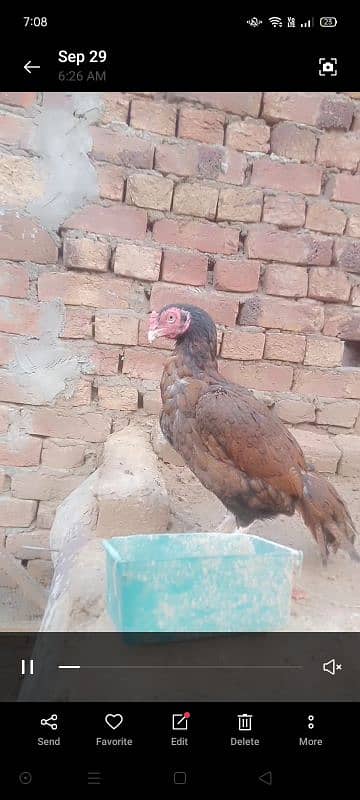 high quality aseel birds. 03030254322 10